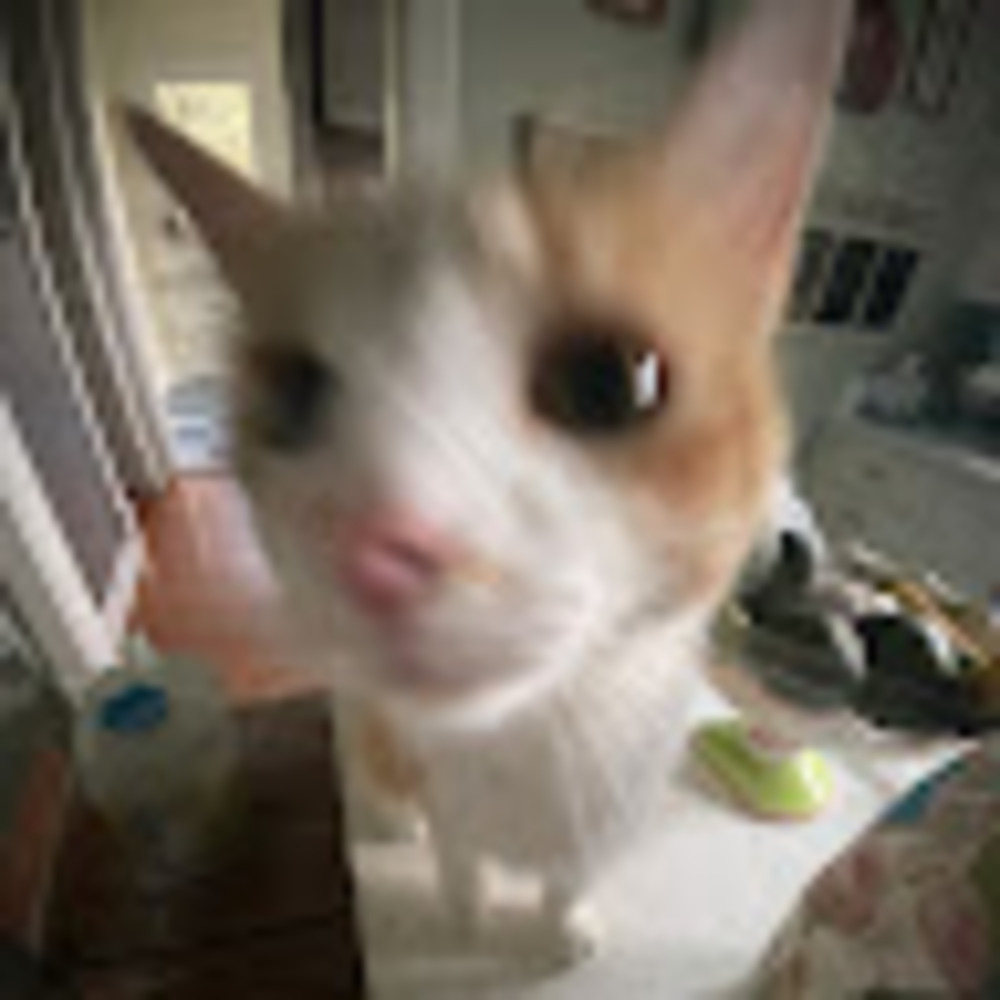 Meet your Posher, Ollie